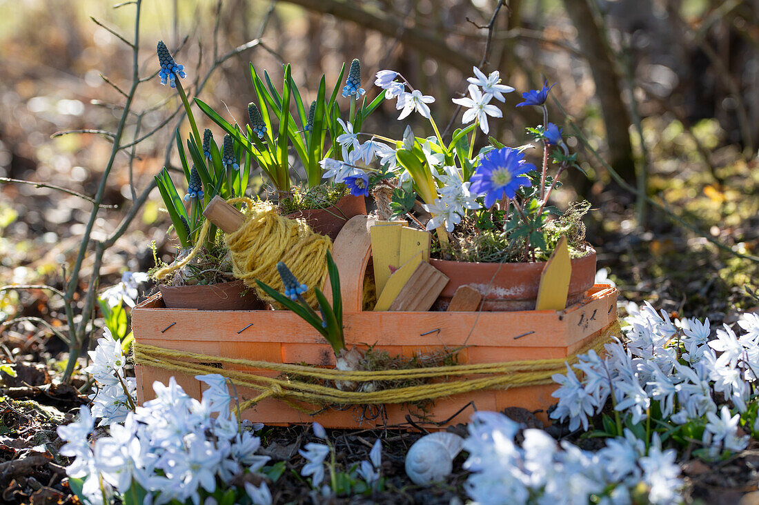 Coneflower, Puschkinia scilloides, Balkan anemone (Anemone blanda), grape hyacinths (Muscari), spring flowers in the garden