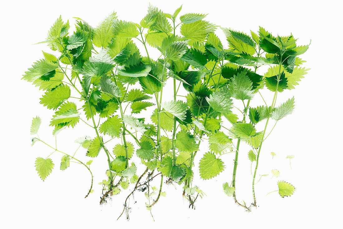 Nettles on a white background