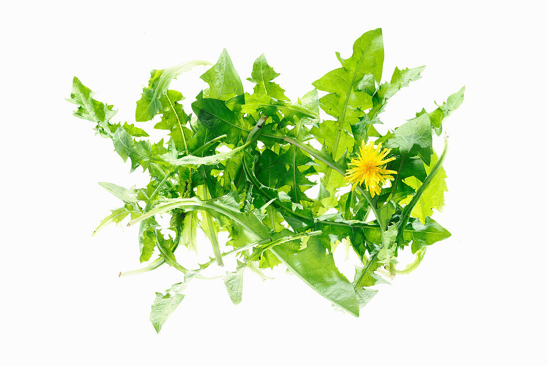 Dandelions against a white background