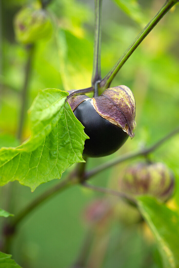 Ripe tomatillo (Physalis philadelphica syn. ixocarpa) on the plant