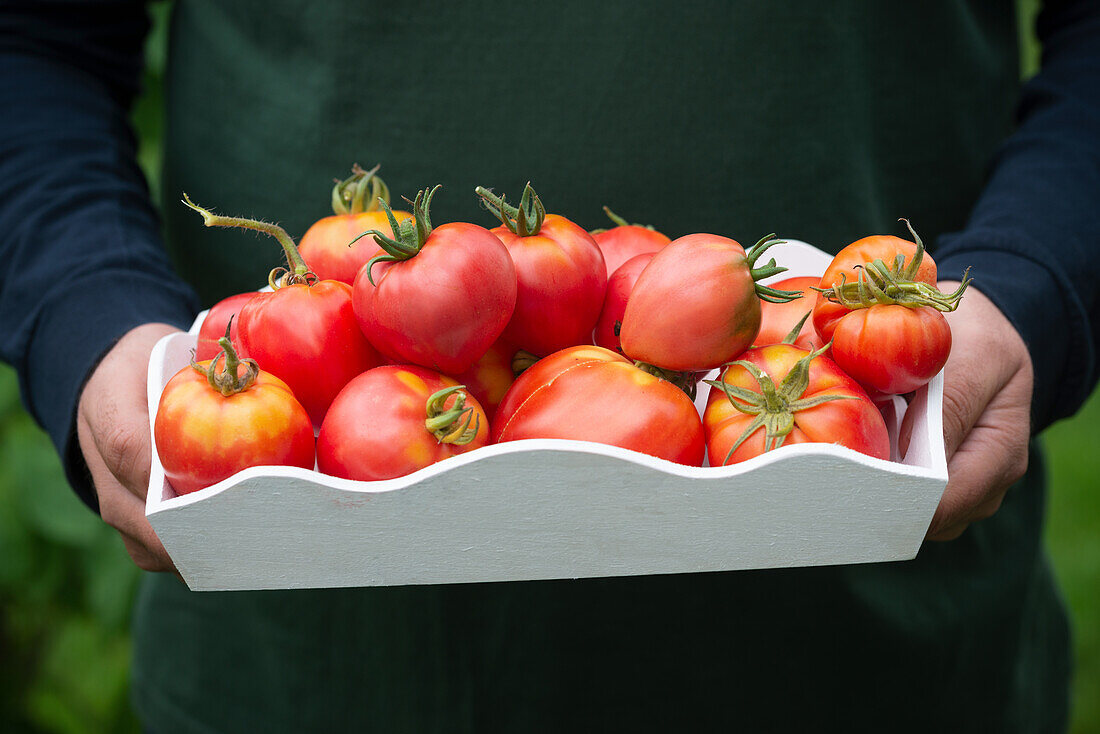 Man holding a tray of oxheart tomatoes