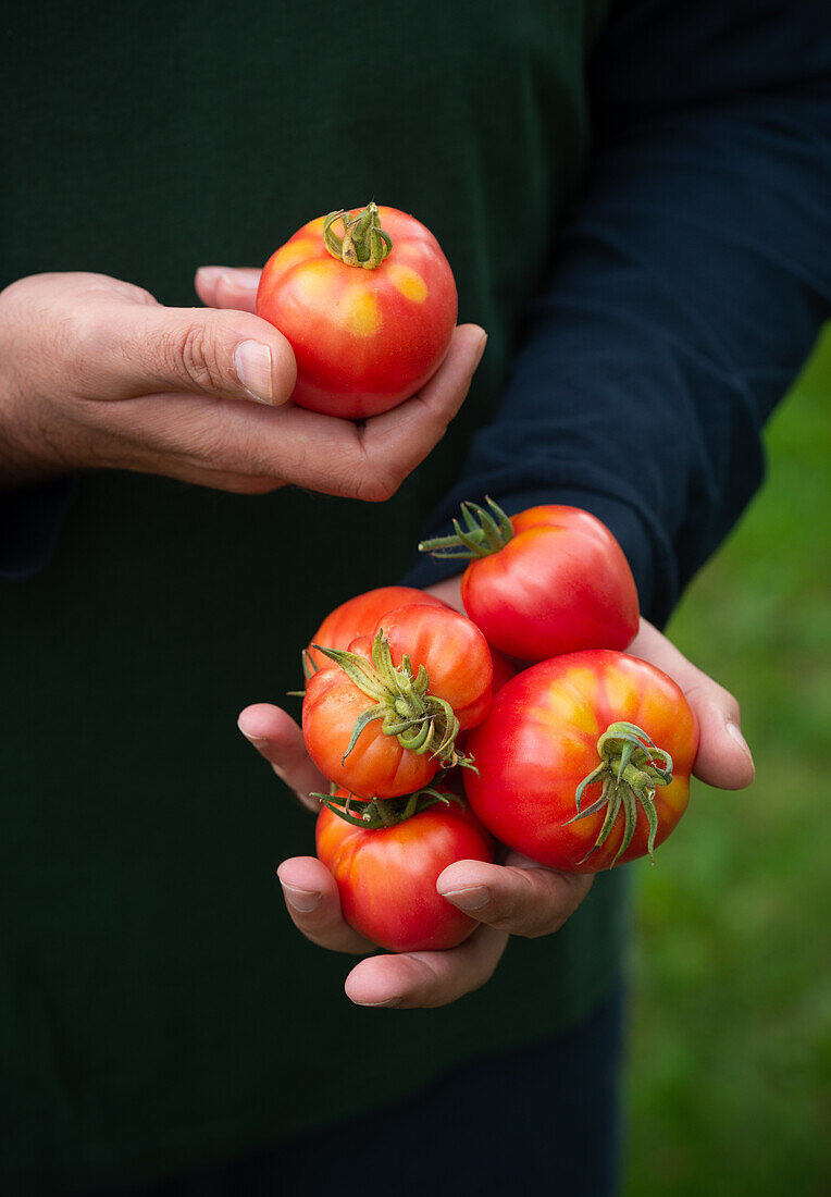 Mann hält Ochsenherz-Tomaten