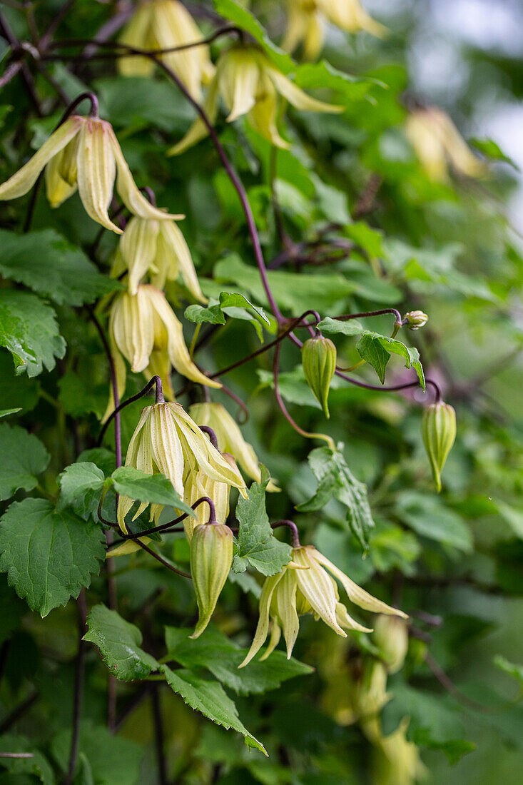 Golden clematis (Clematis tangutica)