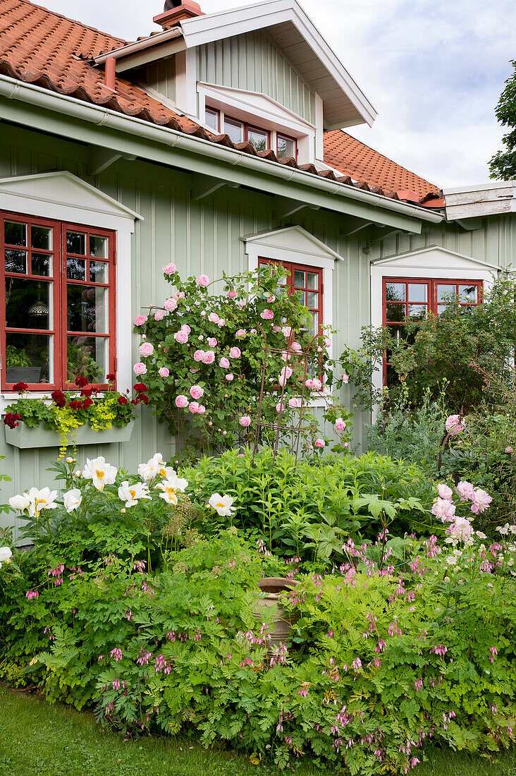 Flowerbed in front of a garden, climbing roses on grey painted house wall