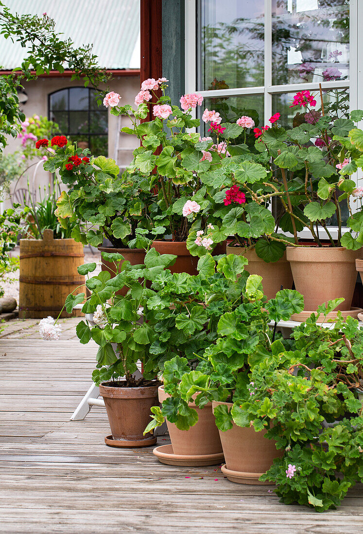 Group of Geraniums on the terrace