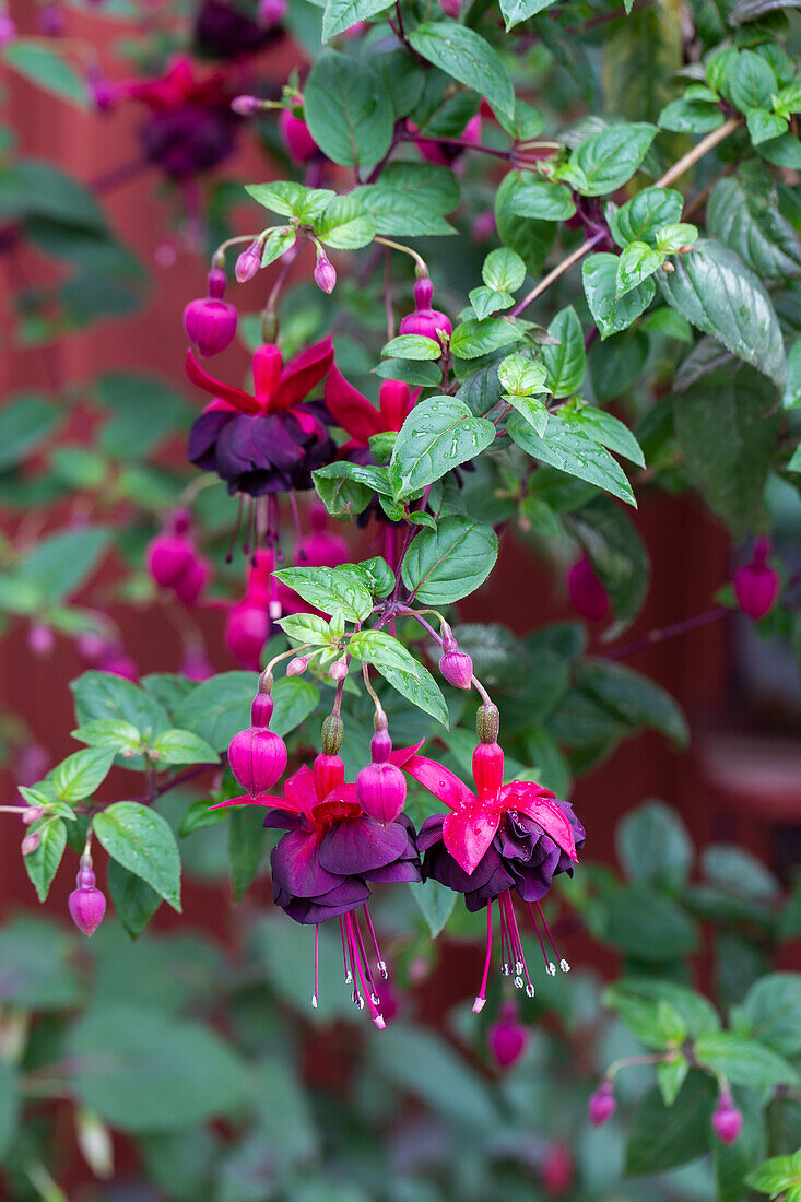 Fuchsia 'Roesse Blacky