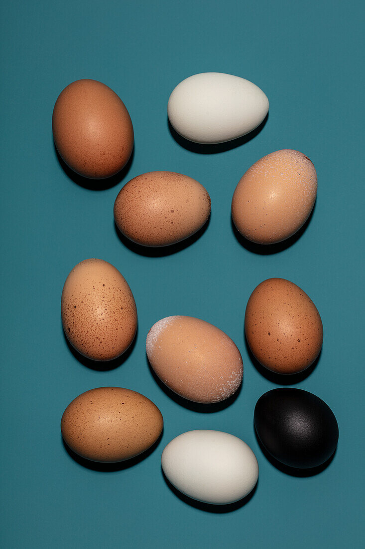 Frische braune und weiße Hühnereier und ein schwarzes Ei auf blauem Untergrund