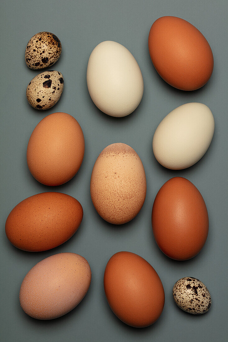 Fresh brown and white chicken eggs and quail eggs on a grey background