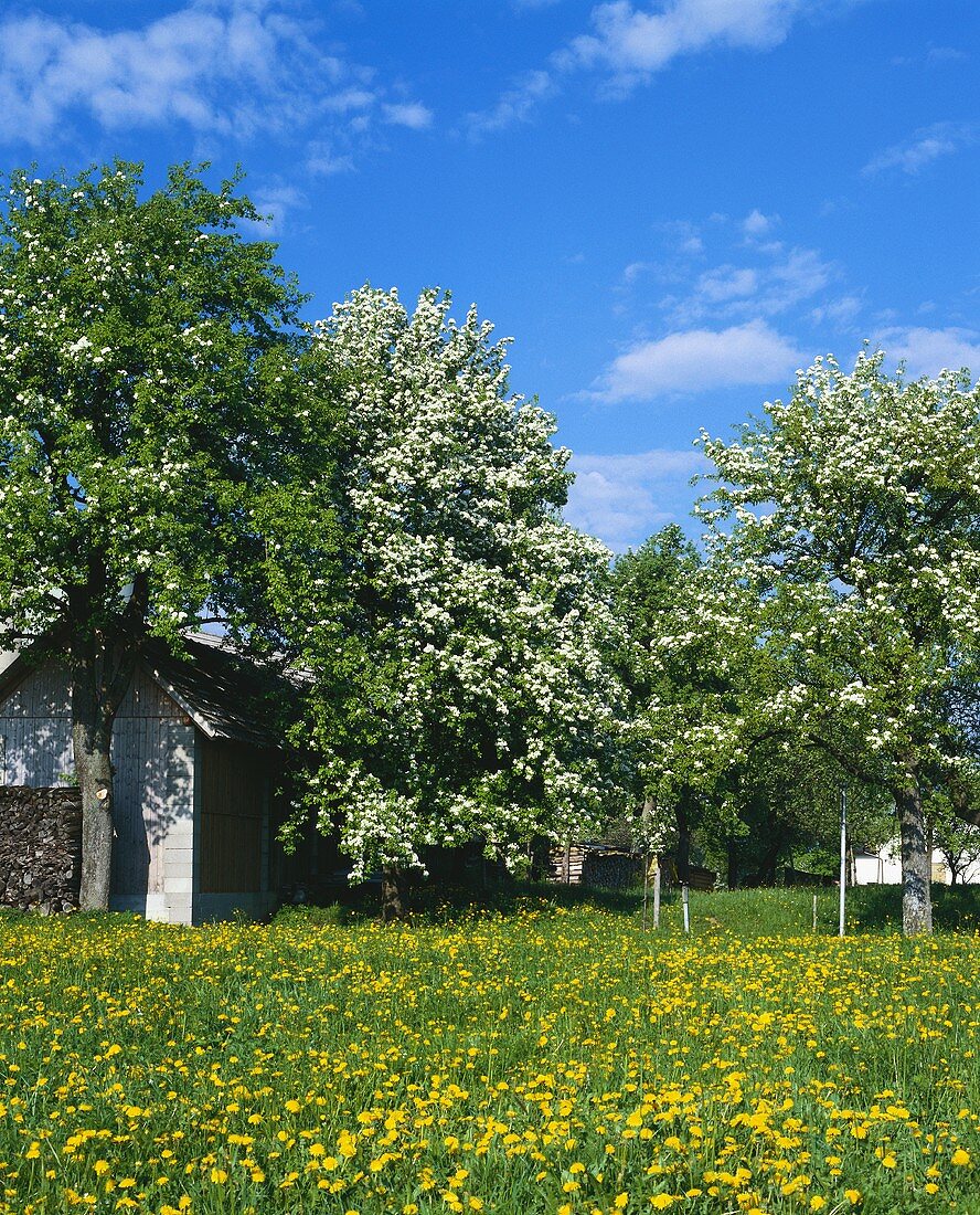 Blühende Birnbäume hinter einem Bauernhof