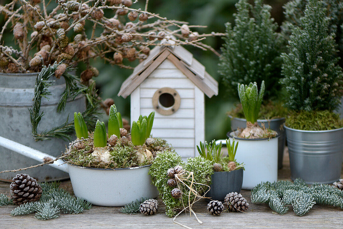 Winter decoration with pre-sprouted hyacinths on a planting table in the garden