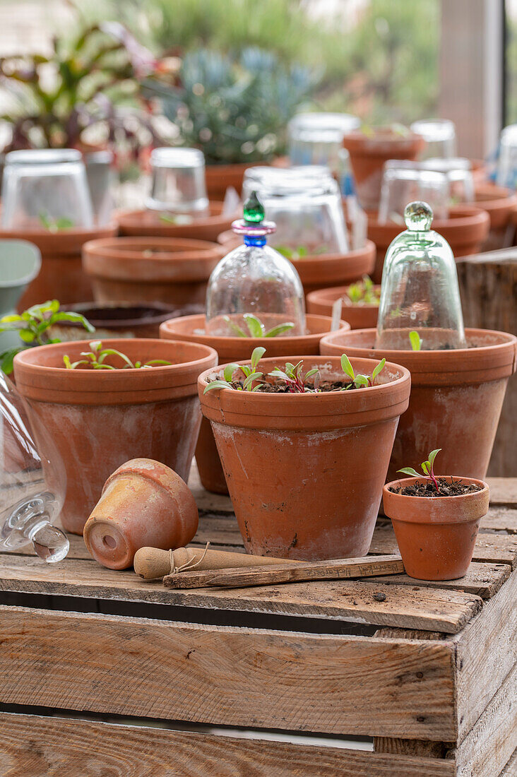 Chard, beet, and artichoke - seedlings in a pot