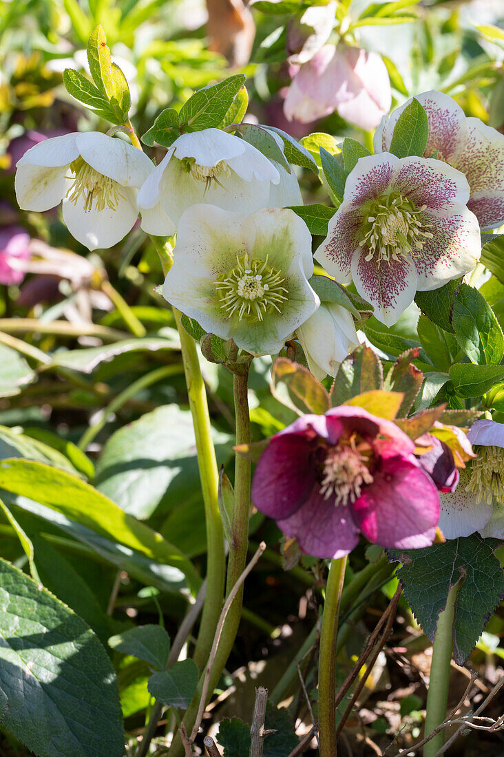 Lenzrosen (auch Orientalische Nieswurz, Helleborus orientalis), weiss blühend im Garten