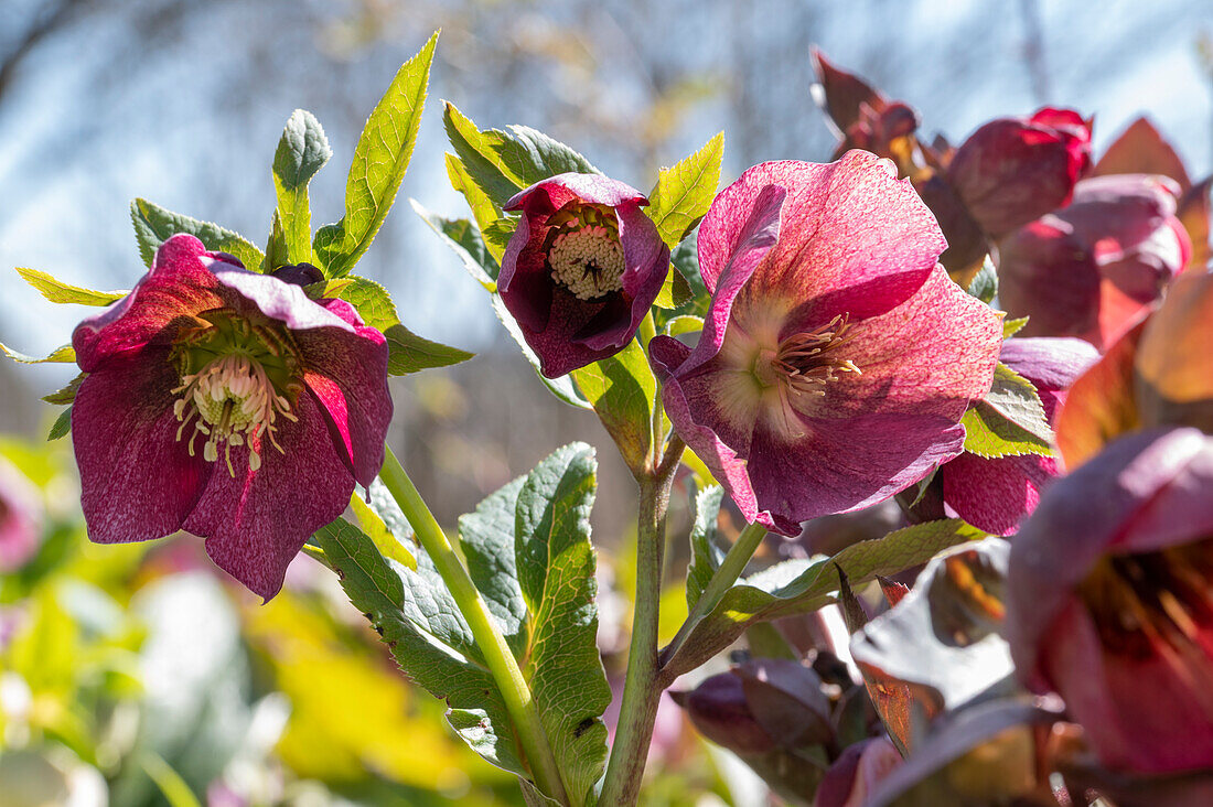 Lenten Roses (also Oriental hellebore, Helleborus orientalis), red flowering