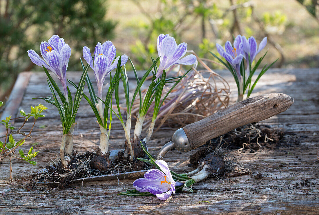 Blühende lila Krokuspflänzchen mit Knollen auf Schaufel (crocus)