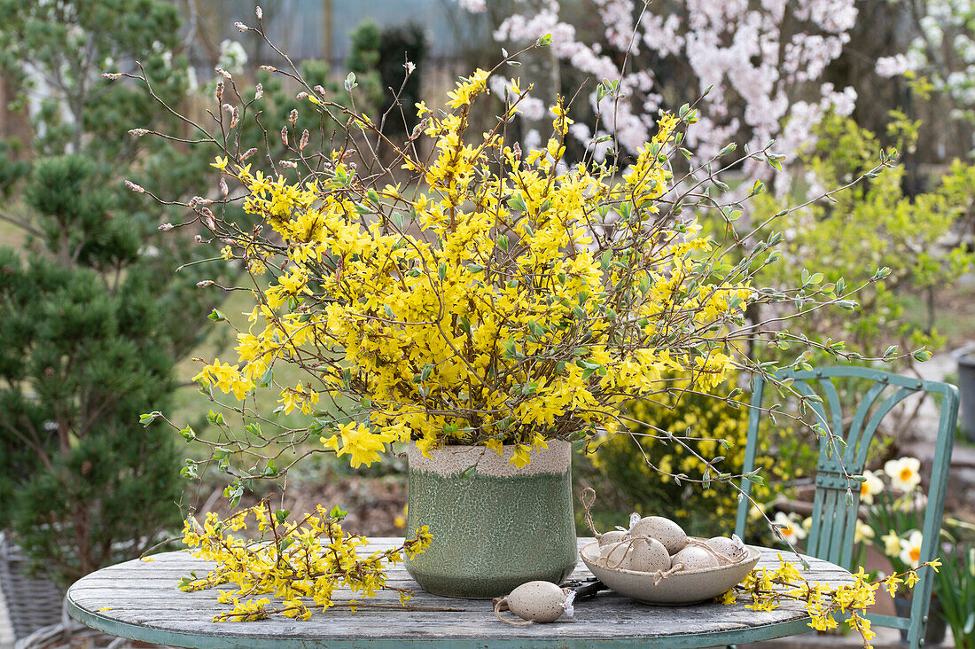 Flowering forsythia in a pot, honeysuckle (Lonicera), shadbush, Easter decoration