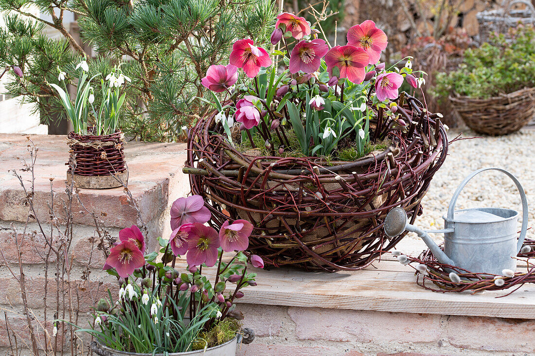 Pink peonies 'Winterangel' (Helleborus orientalis) and snowdrops (Galanthus nivalis) in a wicker basket