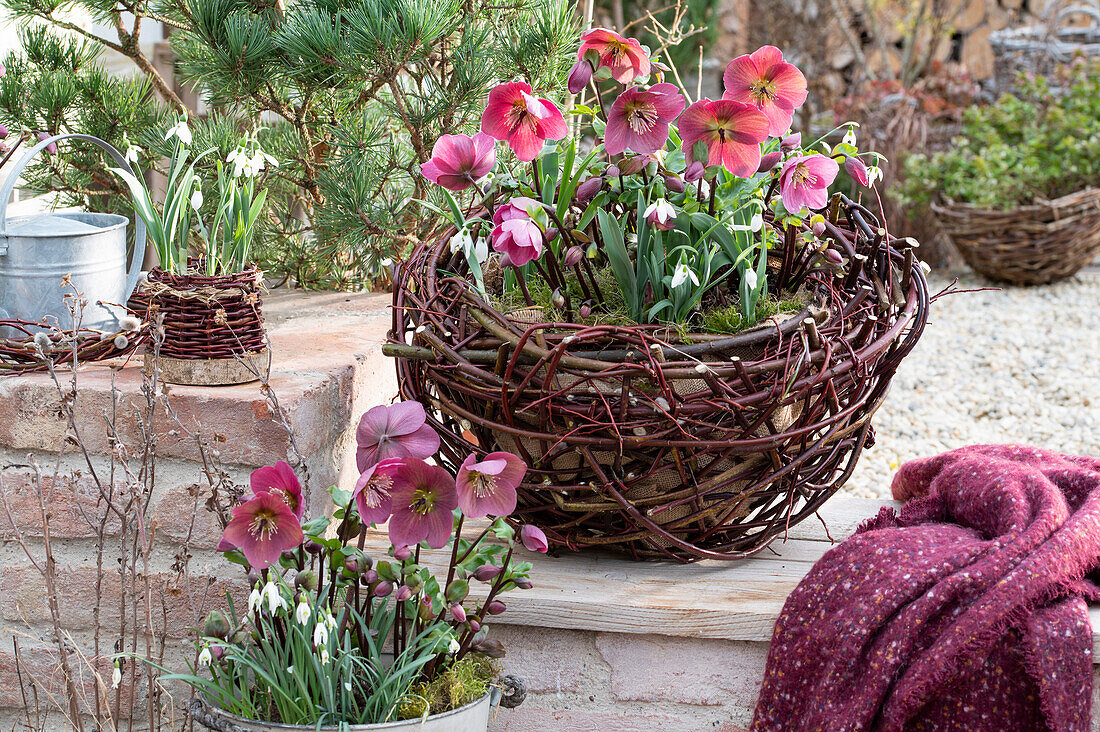 Pink peonies 'Winterangel' (Helleborus orientalis) and snowdrops (Galanthus nivalis) in a wicker basket