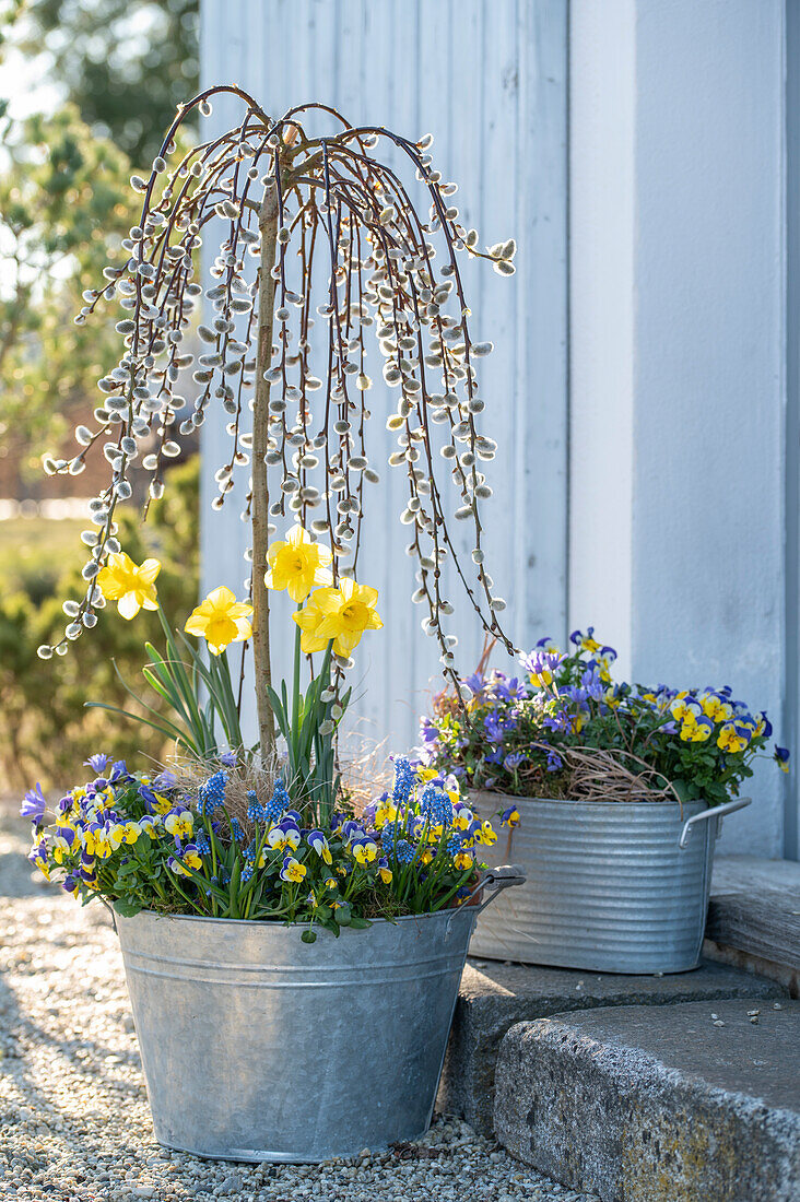 Weeping Pussy willow (Salex caprea) with catkins, horned violets (Viola cornuta), Balkan anemone (Anemone blanda) and daffodils in zinc pots