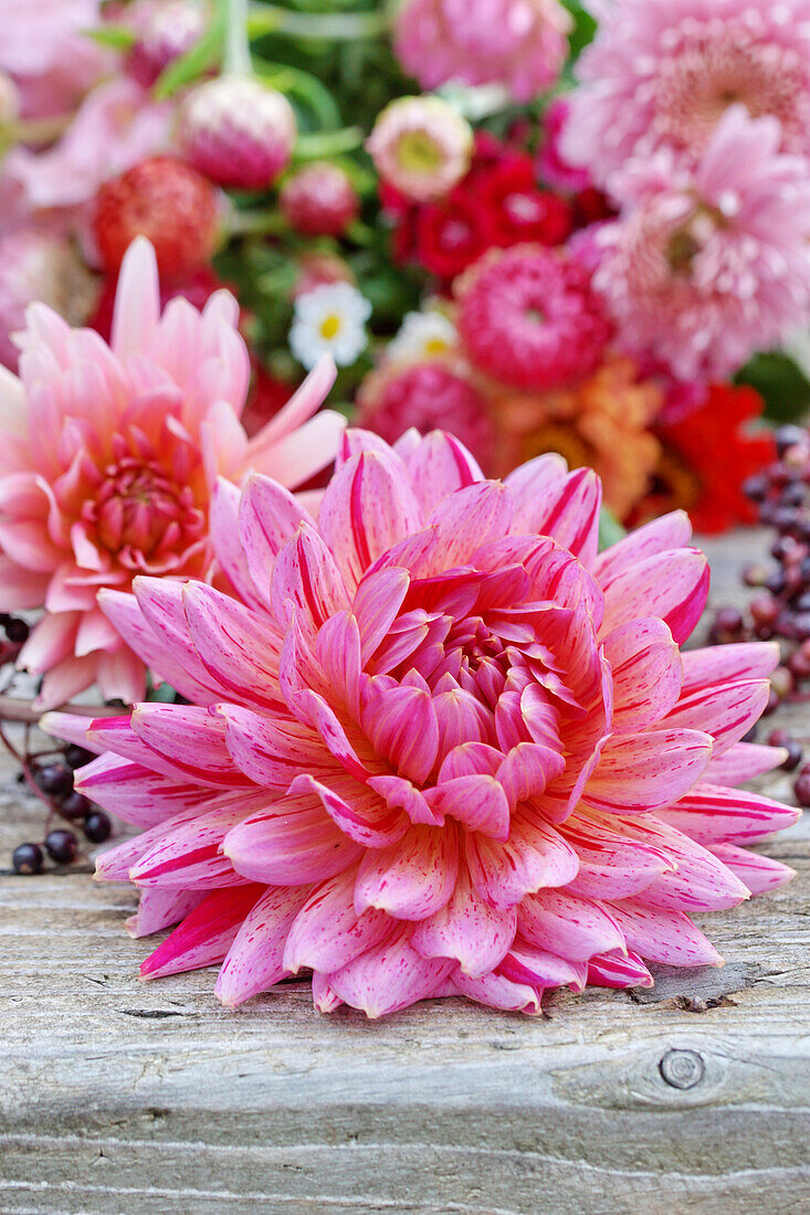 Cut dahlias