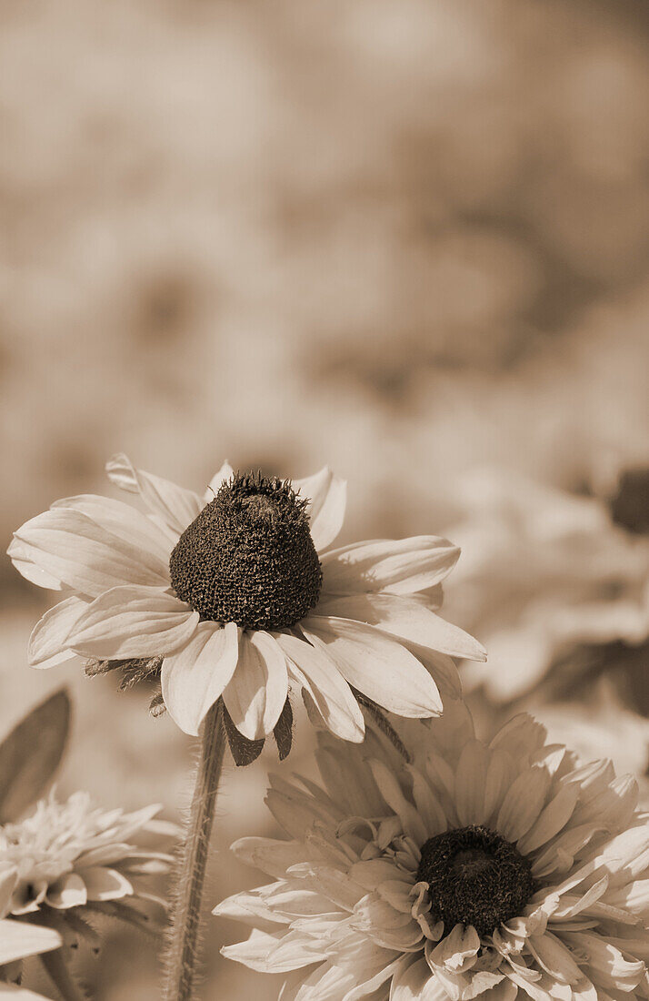 Sonnenhüte (Echinacea) in Wiese, Blüten