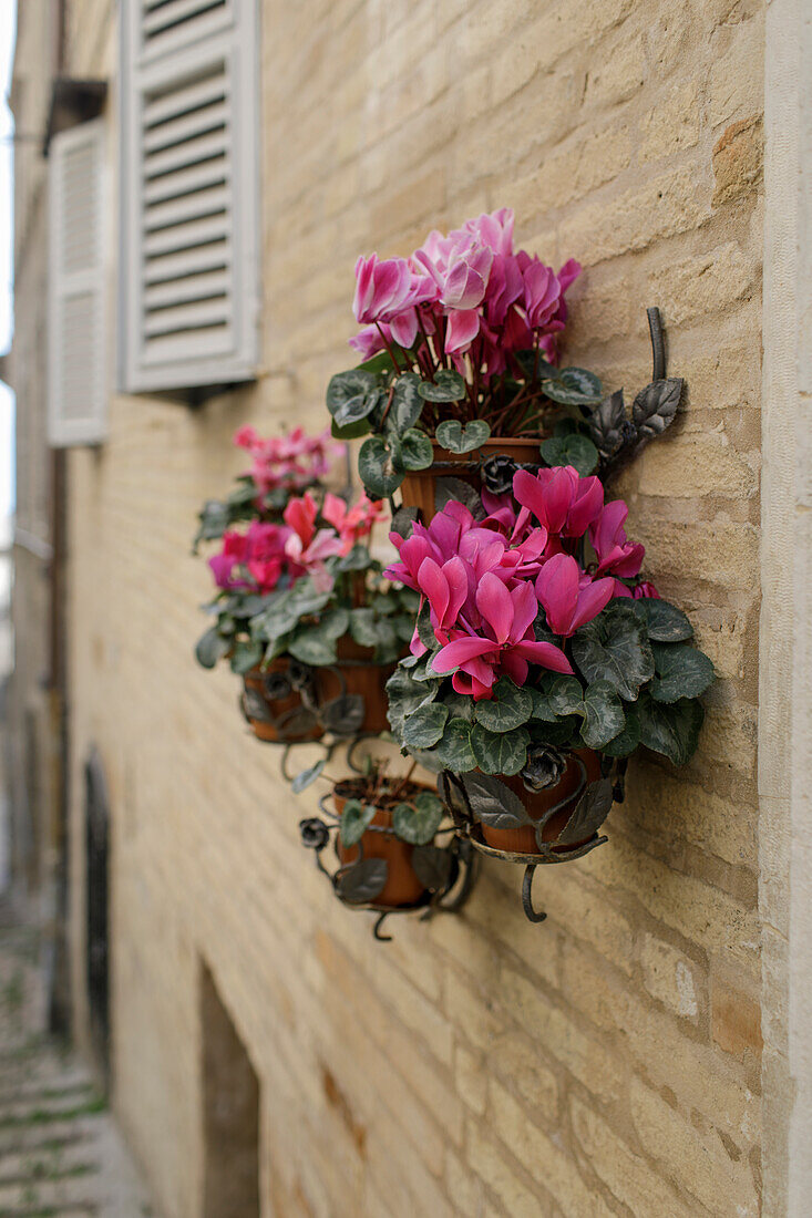 Blumenschmuck mit Alpenveilchen an Hauswand in der Altstadt, Fermo, in den Marken, Adria, Italien