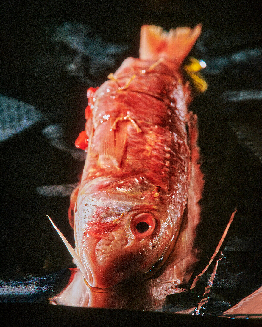 Red mullet