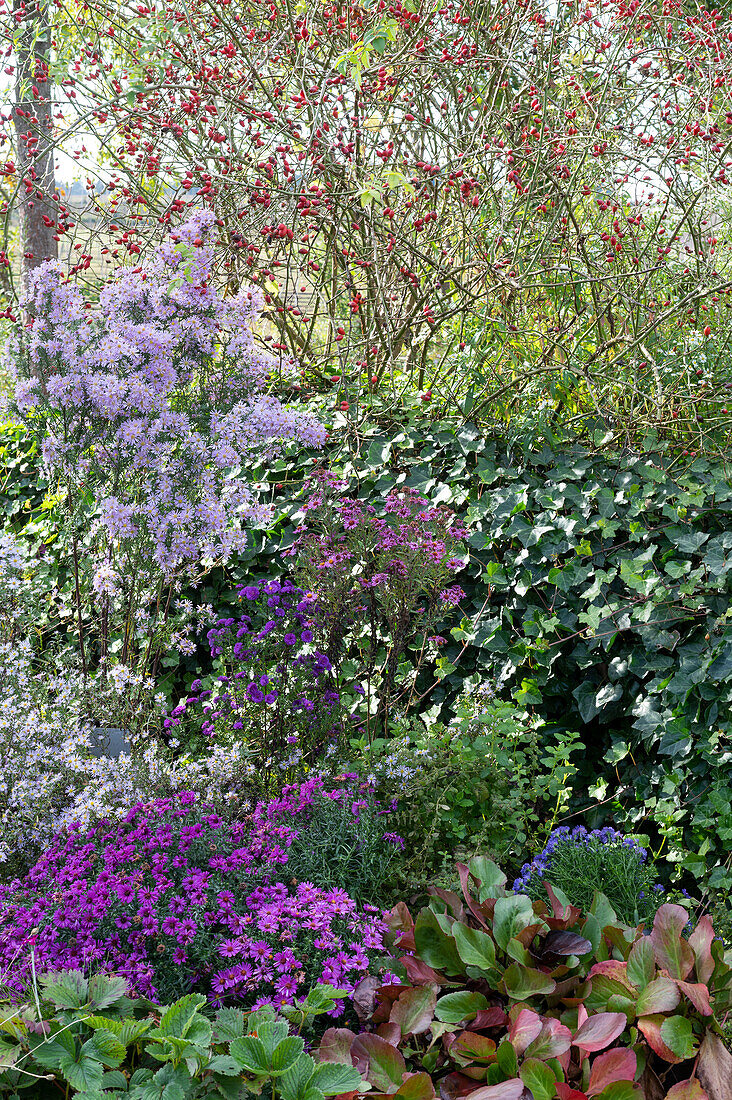 Rosehip bush, dogwood rose (Rosa canina), asters, and ivy in the garden