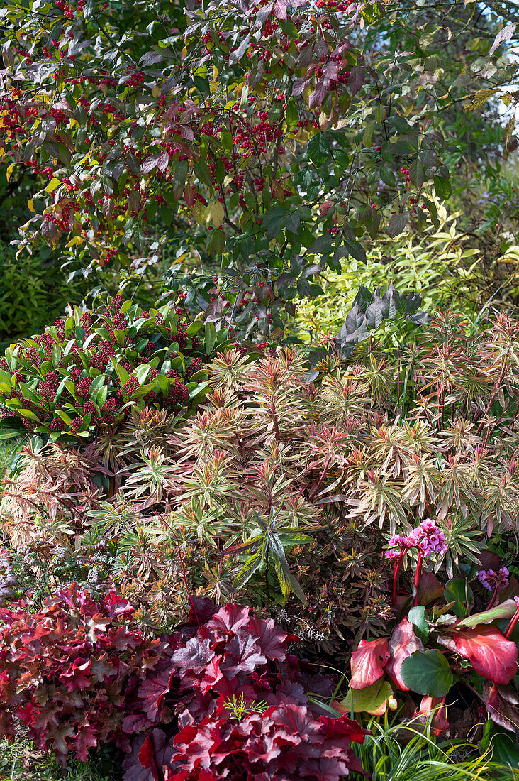 Vielfarbige Wolfsmilch (Euphorbia polychroma), Skimmia, Spindelstrauch (Euonymus eurpaeus) im Herbst