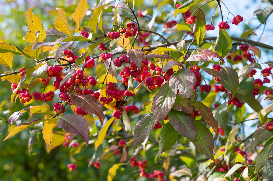 Common spindle (Euonymus eurpaeus) in autumn with red berries