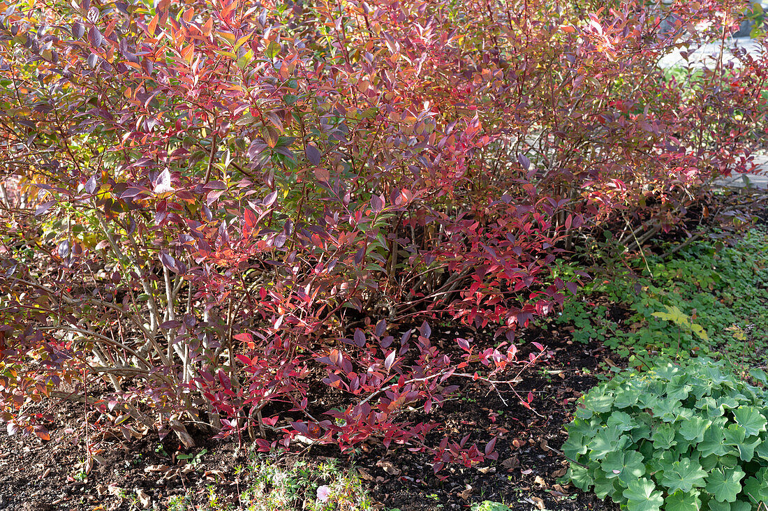 Heidelbeerstrauch in Herbstfärbung (Vaccinium corymbosum)