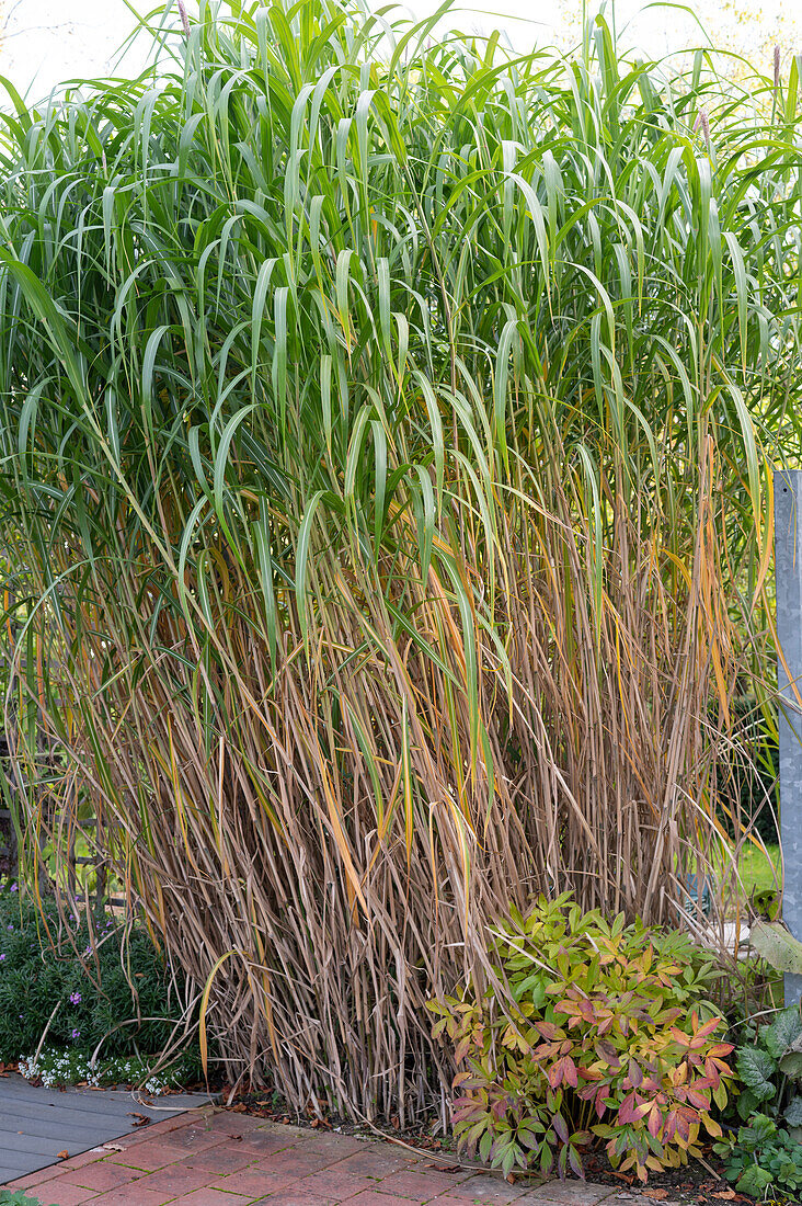 Elephant grass (Miscanthus giganteus) in the autumn park, giant reed