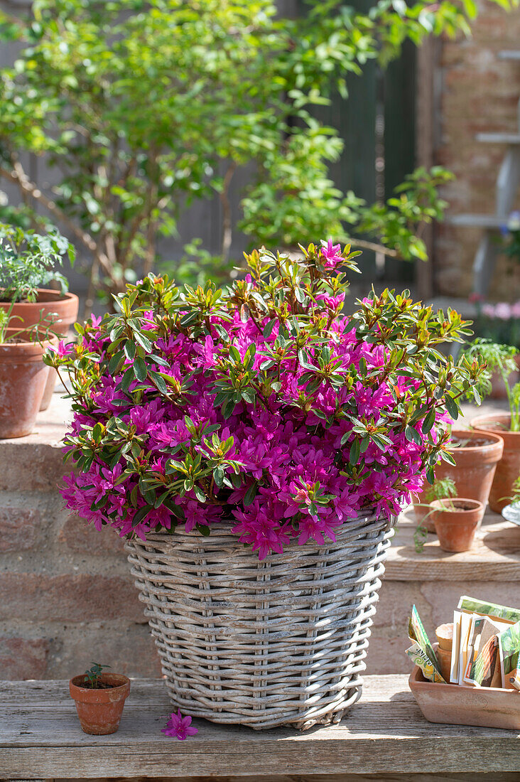 Japanese azalea (Rhododendron obtusa) in a pot on the terrace