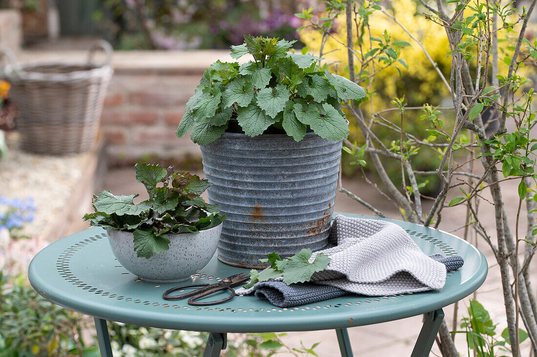 Garlic mustard (Alliaria petiolata) in a pot