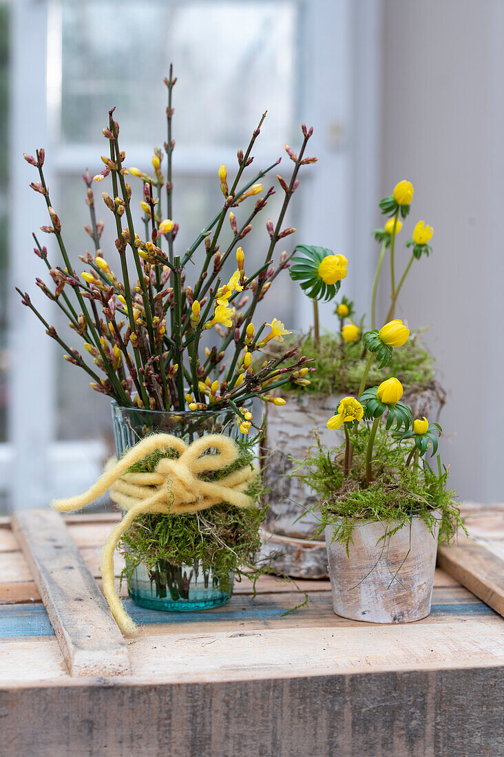 Winterlings with winter jasmine