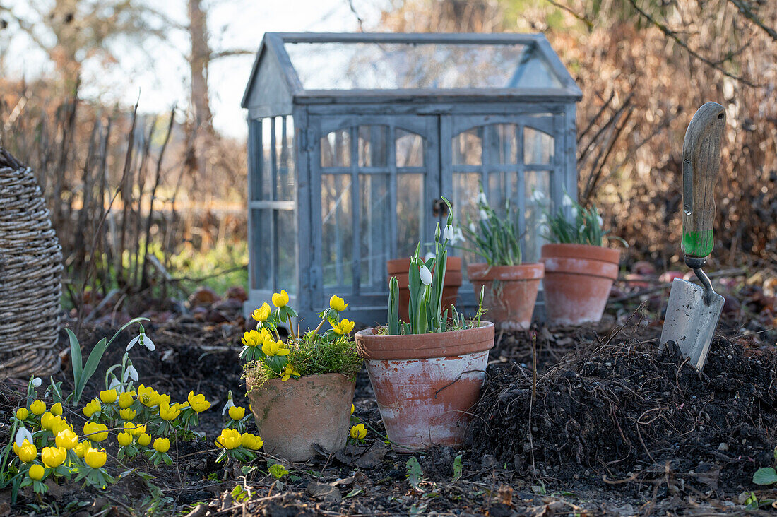 Winter aconite (Eranthis hyemalis), snowdrops (Galanthus nivalis) in the garden and mini greenhouse and garden tools