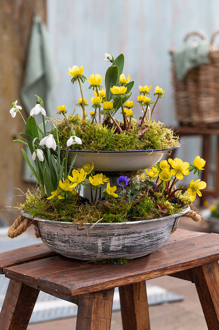 Winter aconite (Eranthis hyemalis), snowdrops (Galanthus nivalis), Balkan anemone (Anemone blanda) in a tiered dessert stand