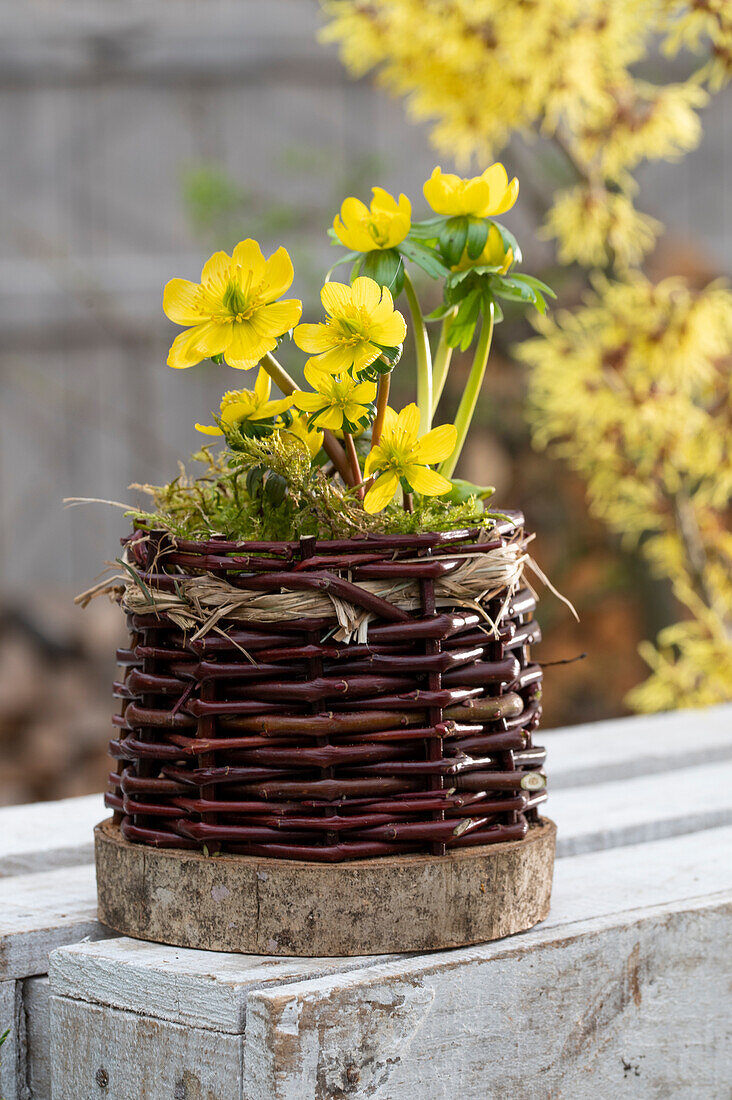 Winter aconite (Eranthis hyemalis) in a pot made of willow bark