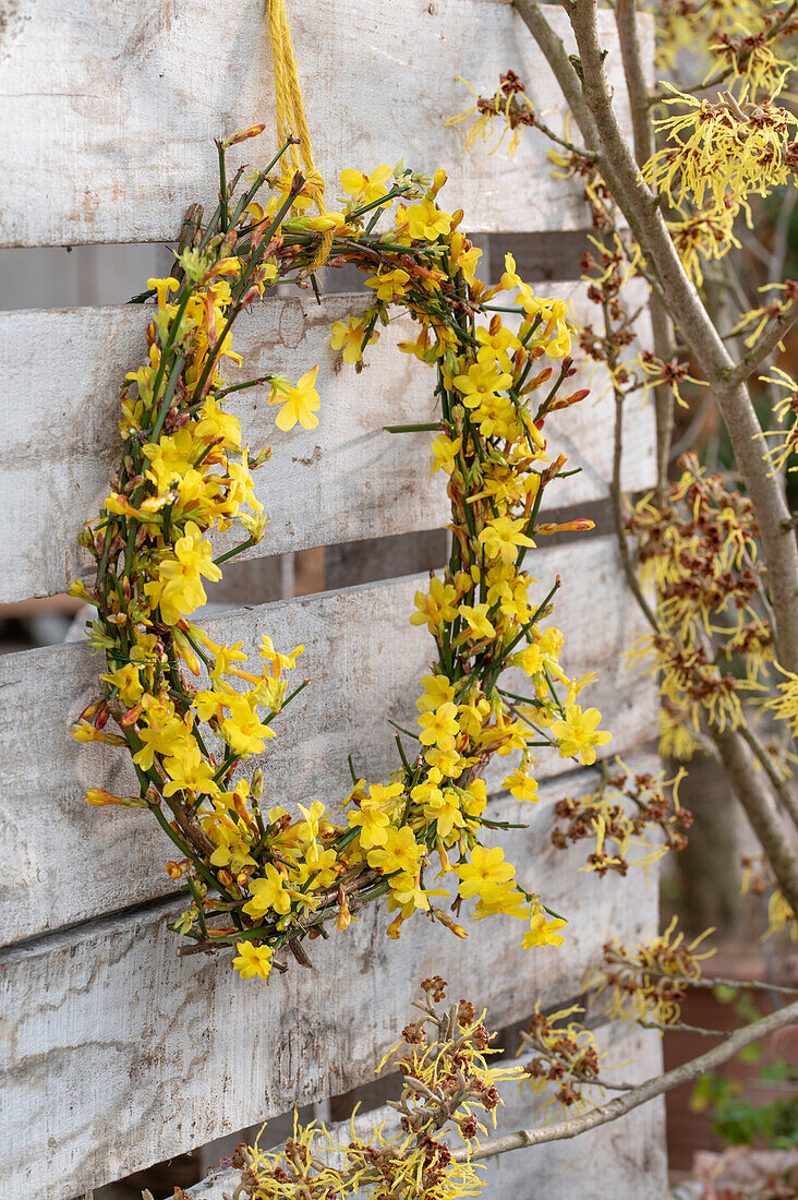 Blumenkranz mit  Winterjasmin (Jasminum nudiflorum) und Hamamelis