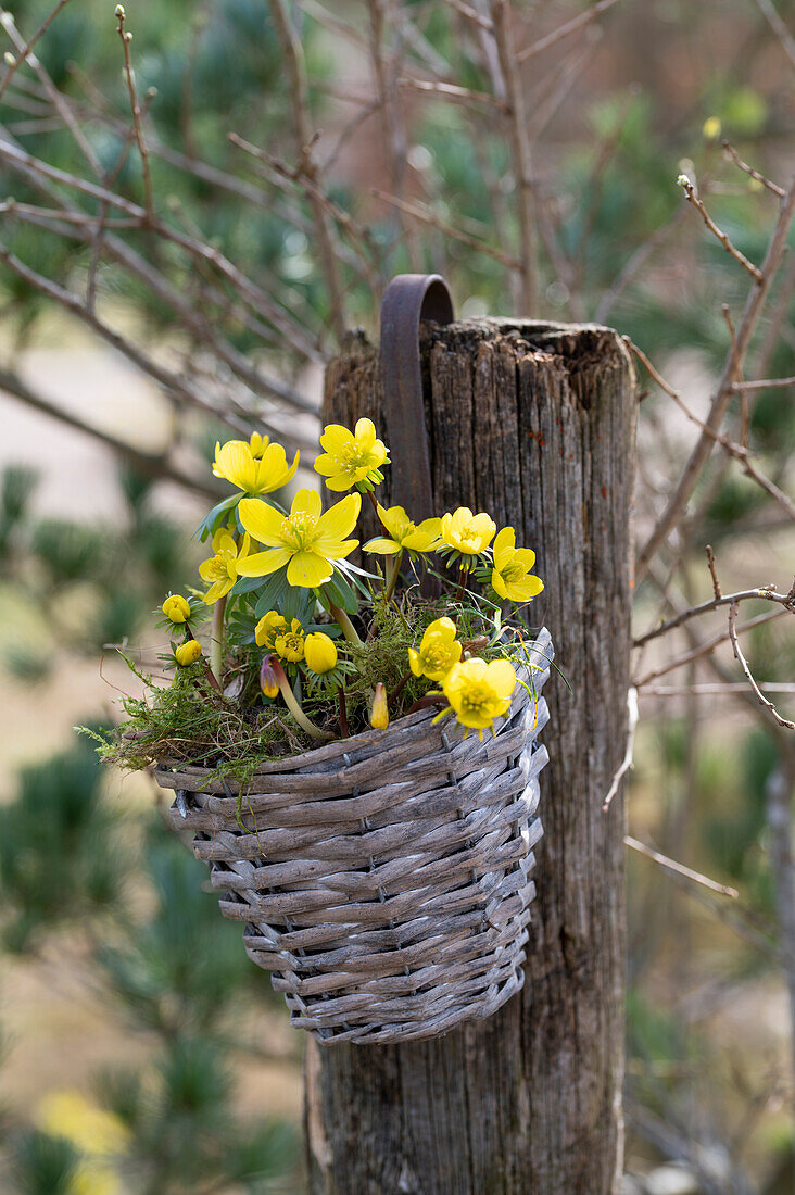 Winter aconite (Eranthis hyemalis) hanging in a wicker basket