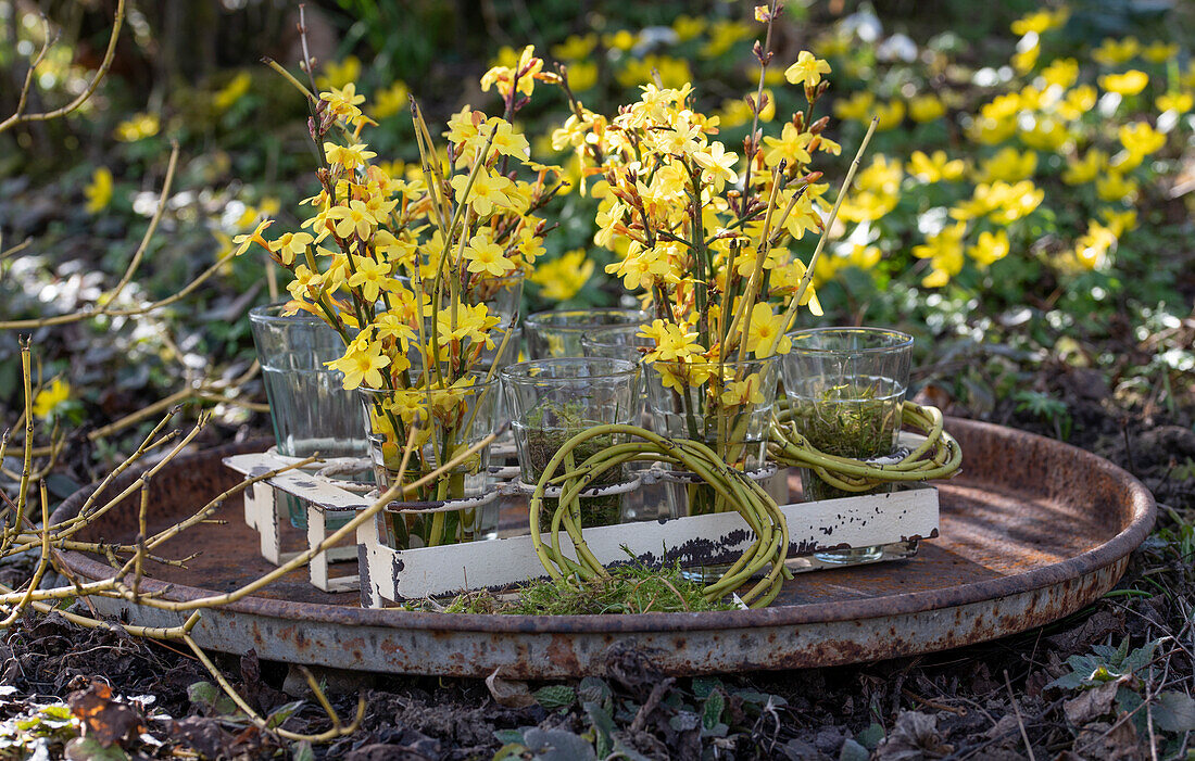 Winterjasmin (Jasminum nudiflorum) in Vasen im Garten