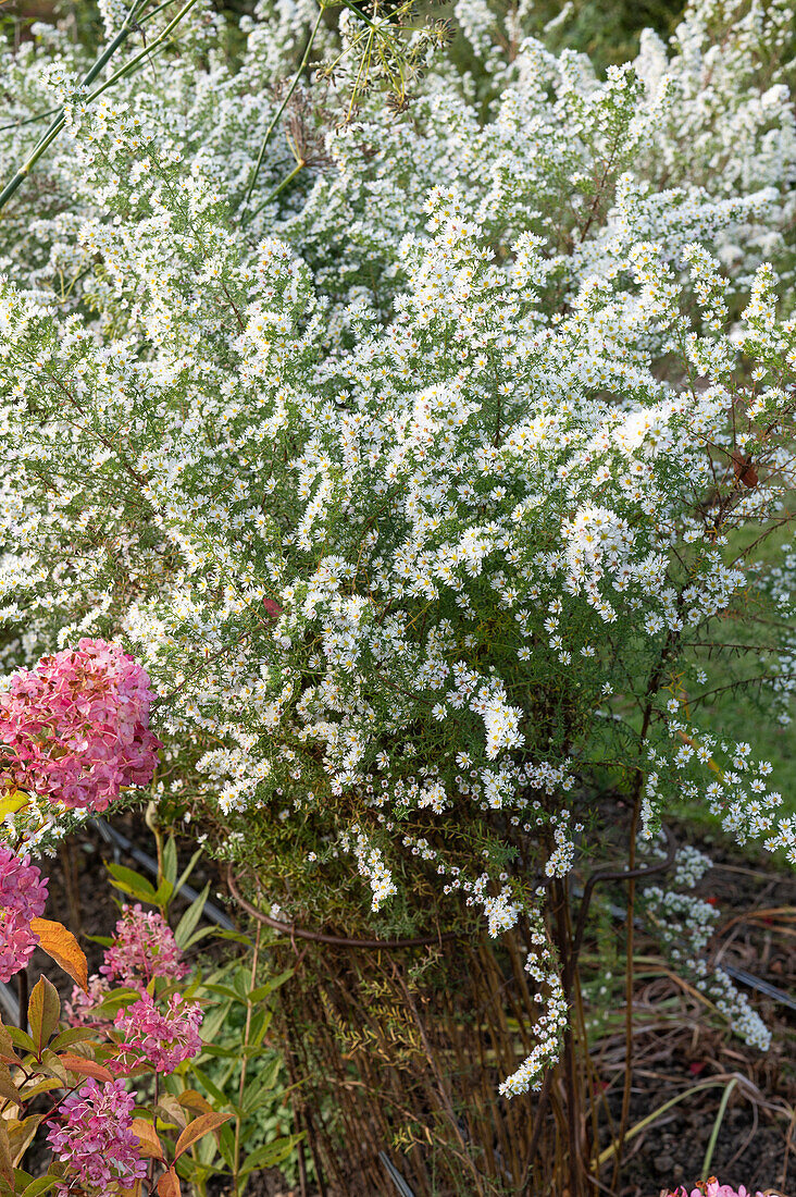 White heath aster (Aster ericoides), 'Snow fir'