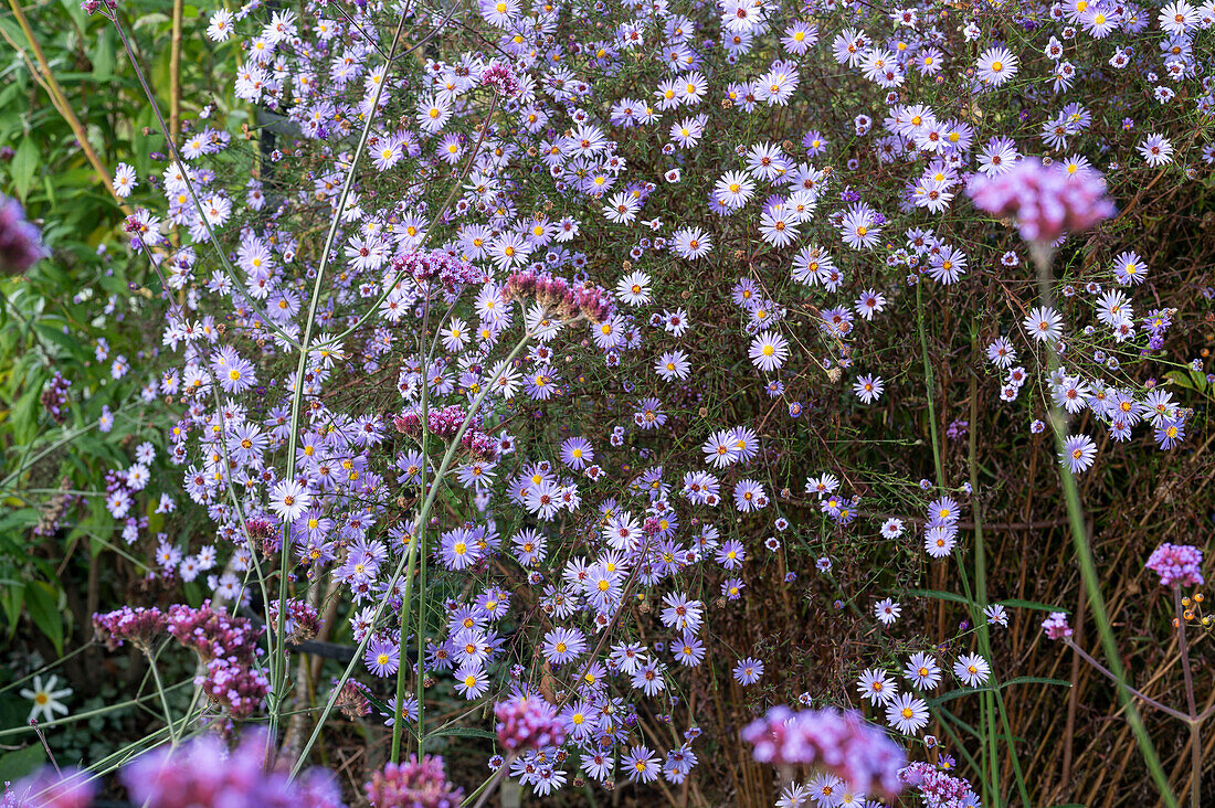 Prairie aster, (Aster turbinellus), flowering asters in the flower bed