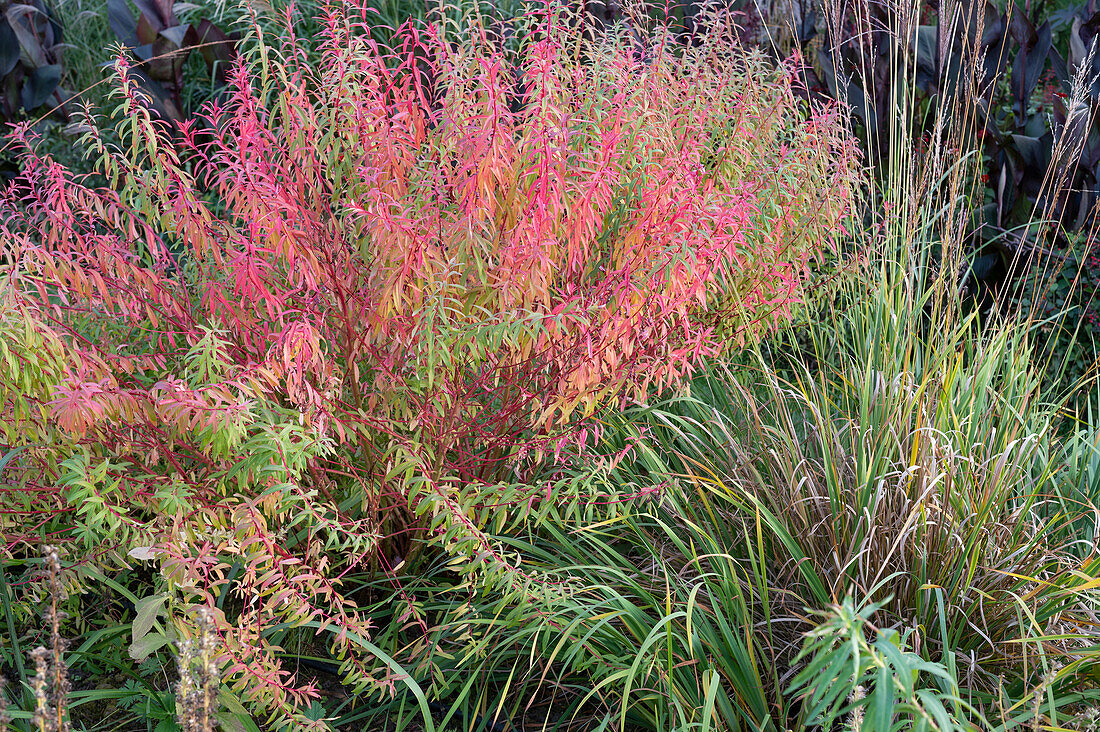 Marsh spurge (Euphorbia palustris) in the garden