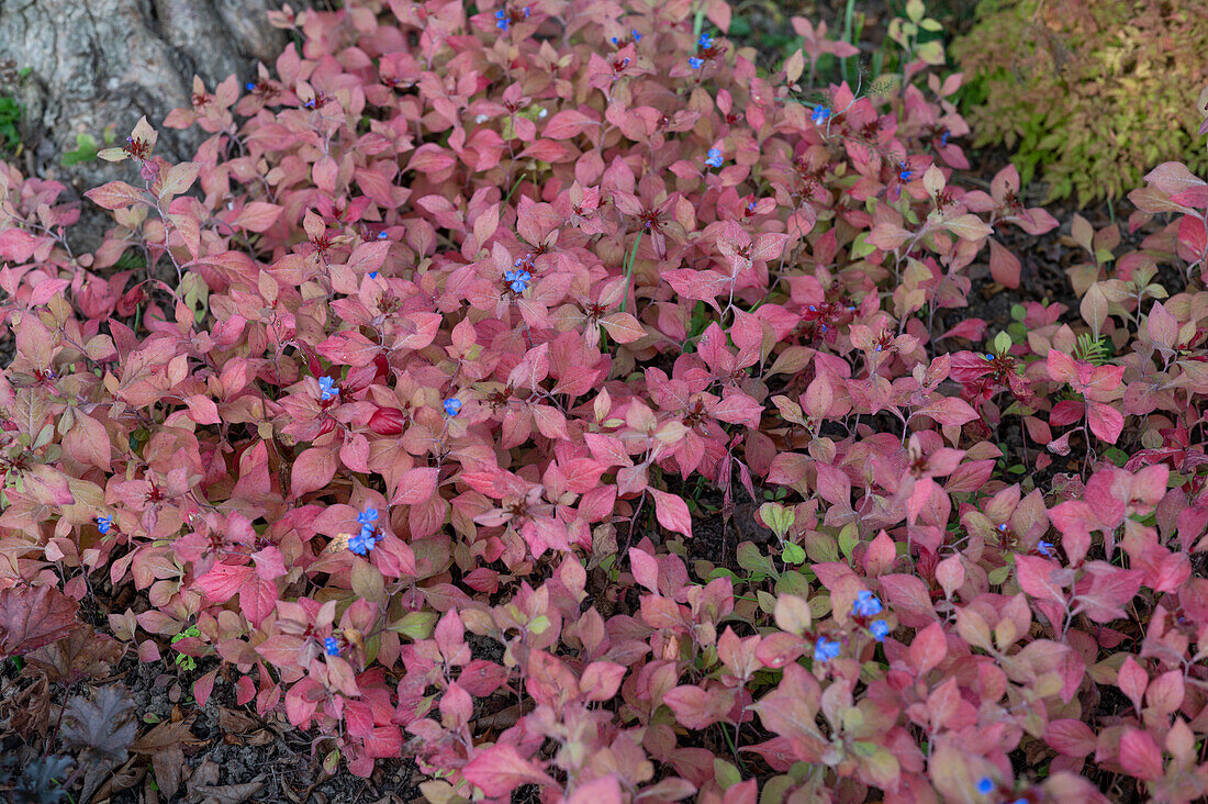 Blue leadwood (Ceratostigma plumbaginoides) in autumn foliage