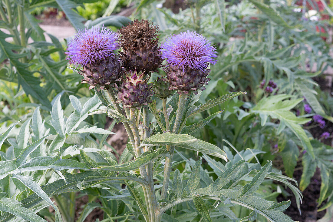 Flower of the artichoke (Cynara cardunculus)