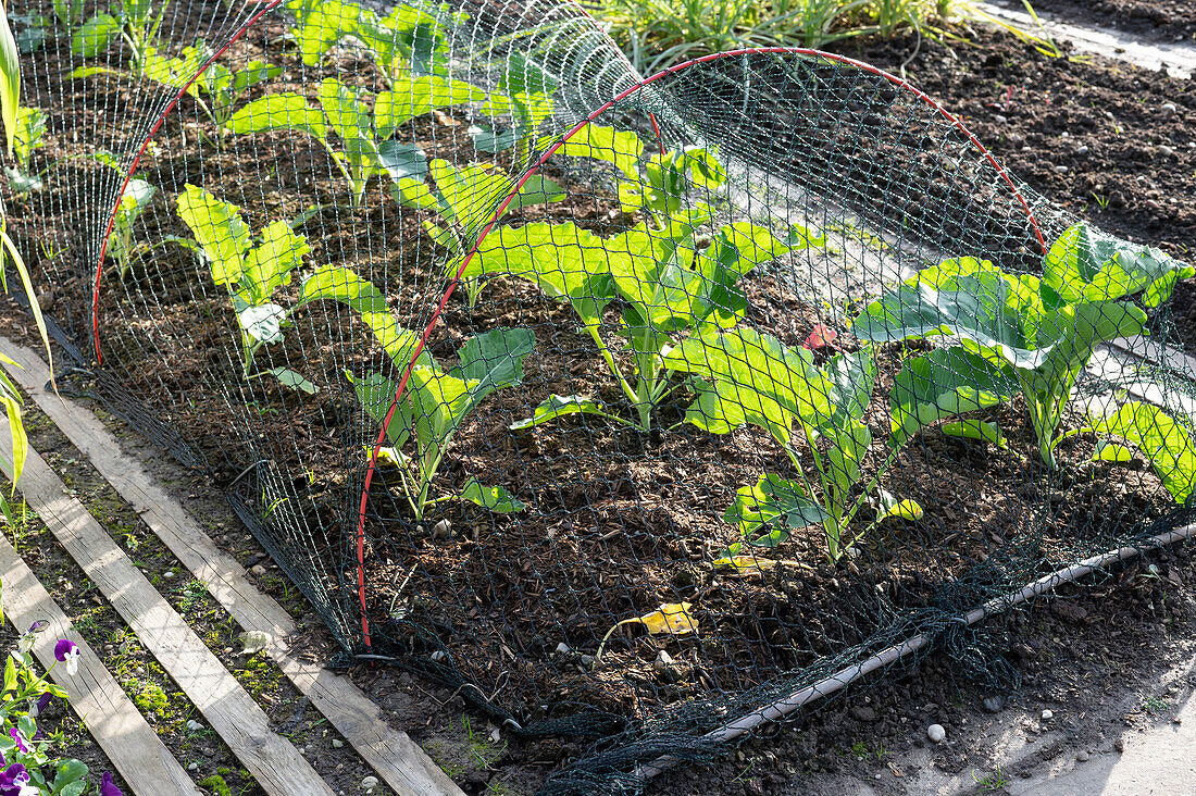 Net to protect against the cabbage white butterfly