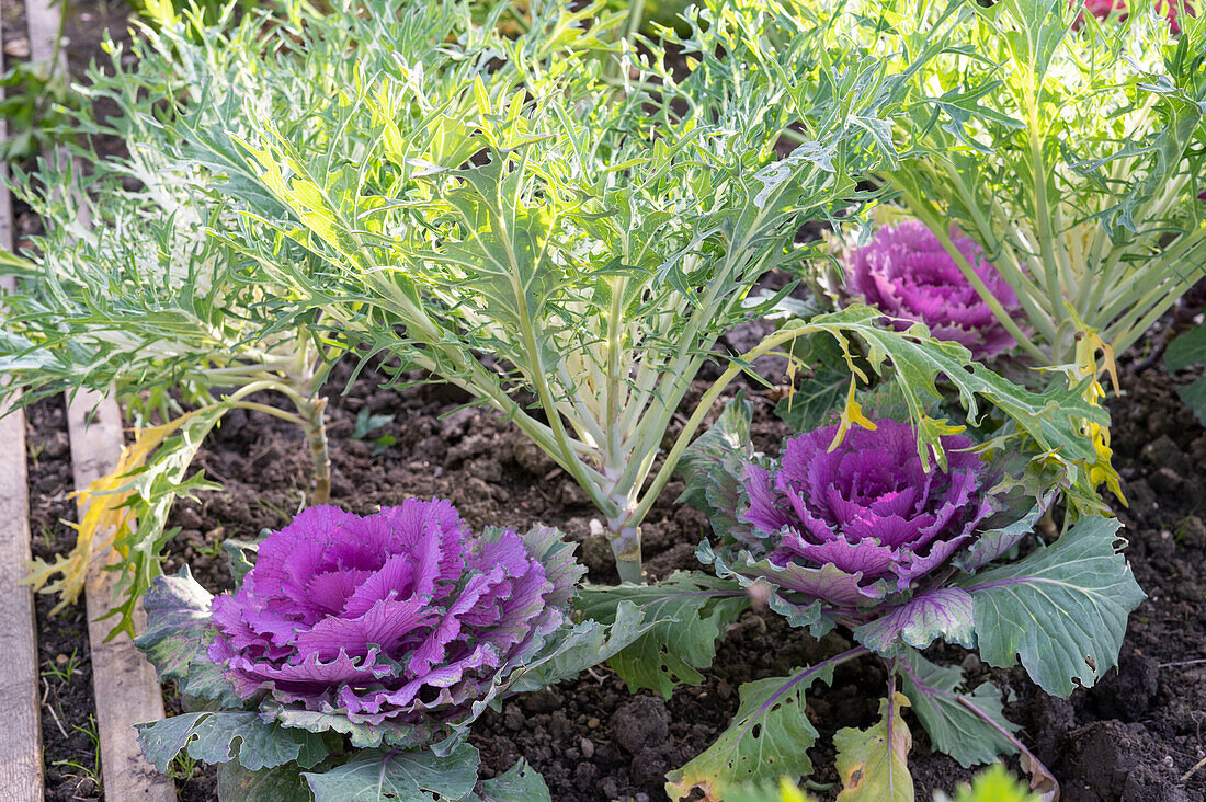 Ornamental cabbage and kohlrabi in the bed