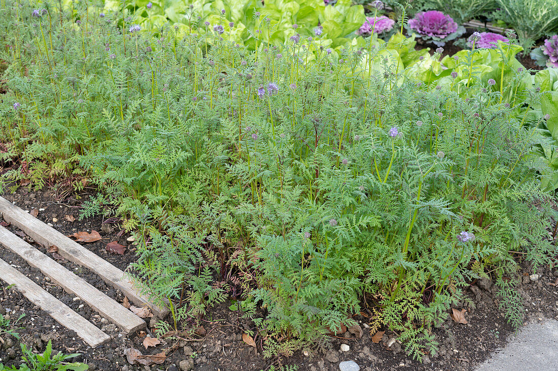 Bienenweide (Phacelia) im Beet