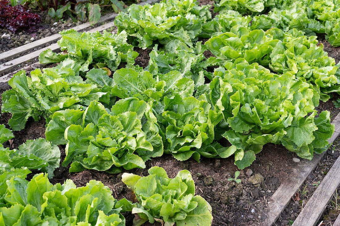 Endive lettuce (Cichorium endivia) in the bed