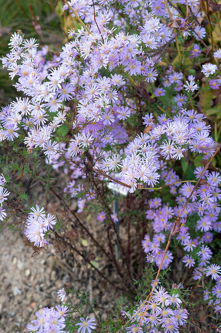 Aster 'Pink star' in flower bed